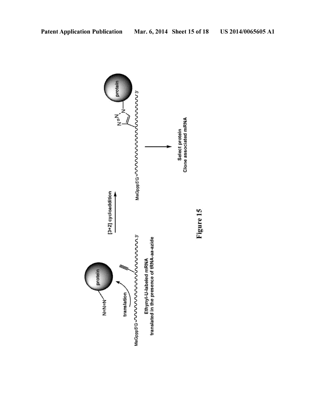 METHODS AND COMPOSITIONS FOR LABELING NUCLEIC ACIDS - diagram, schematic, and image 16