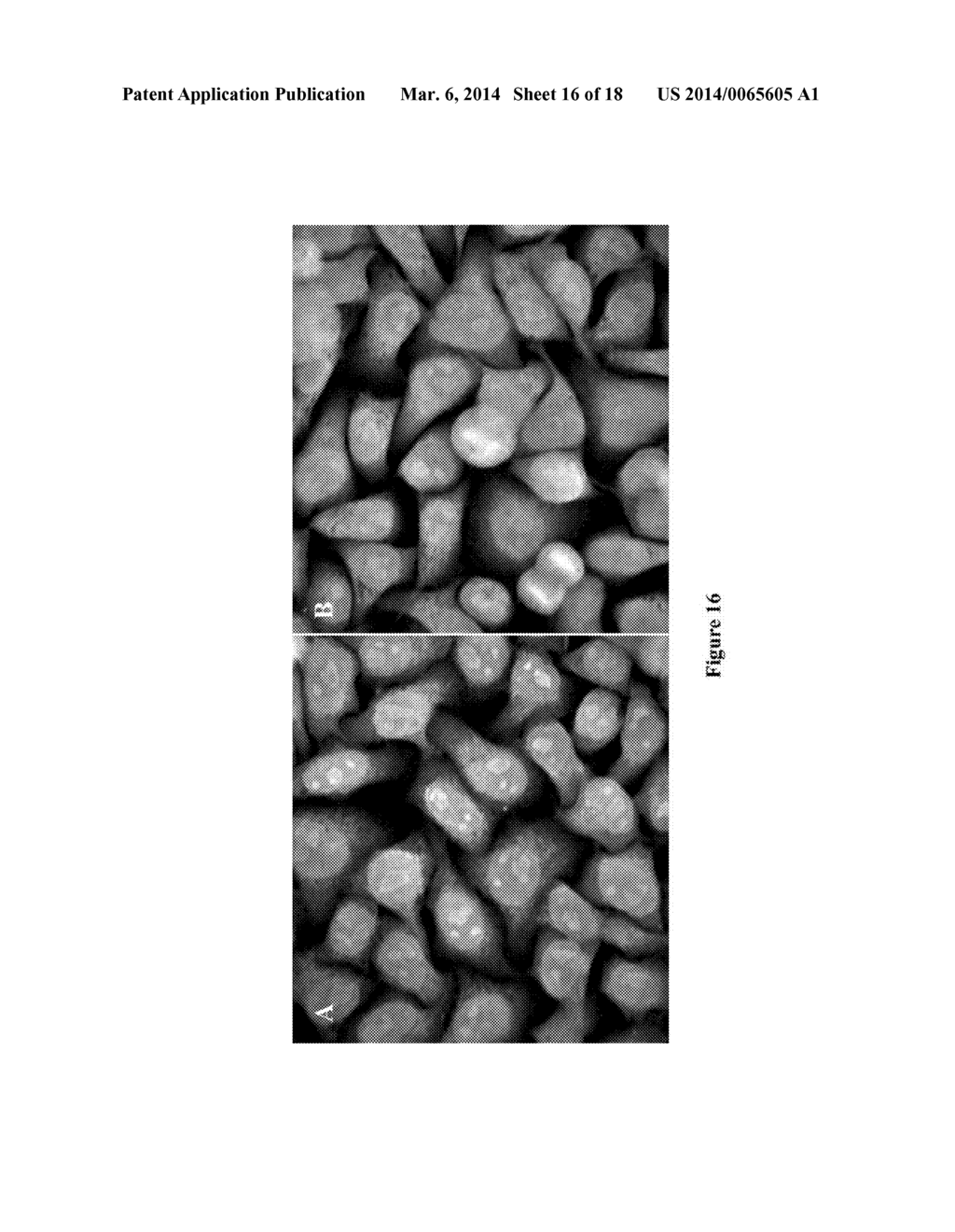 METHODS AND COMPOSITIONS FOR LABELING NUCLEIC ACIDS - diagram, schematic, and image 17