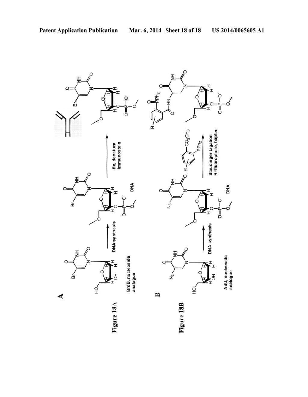 METHODS AND COMPOSITIONS FOR LABELING NUCLEIC ACIDS - diagram, schematic, and image 19