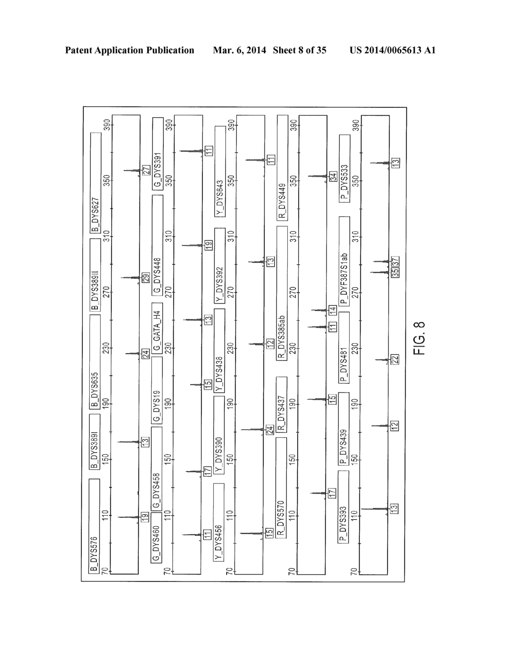 Multiplex Y-STR Analysis - diagram, schematic, and image 09