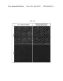 METHOD OF ANALYZING IMAGE OF CELL IN LAMINATED STRUCTURE AND METHOD OF     EVALUATING LAMINATED STRUCTURE FOR CORNEAL TRANSPLANTATION diagram and image