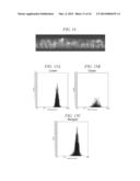 METHOD OF ANALYZING IMAGE OF CELL IN LAMINATED STRUCTURE AND METHOD OF     EVALUATING LAMINATED STRUCTURE FOR CORNEAL TRANSPLANTATION diagram and image