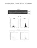 METHOD OF ANALYZING IMAGE OF CELL IN LAMINATED STRUCTURE AND METHOD OF     EVALUATING LAMINATED STRUCTURE FOR CORNEAL TRANSPLANTATION diagram and image