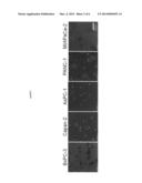 SCREENING METHOD FOR SUBSTANCE ACTING ON MAINTENANCE OF EPITHELIAL     PROPERTIES OF CELL diagram and image