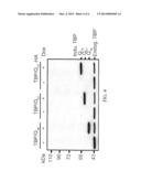 NEUROBLASTOMA HOST CELL LINE FOR STABLY EXPRESSING HUMAN EXOGENOUS PROTEIN     AND METHOD diagram and image