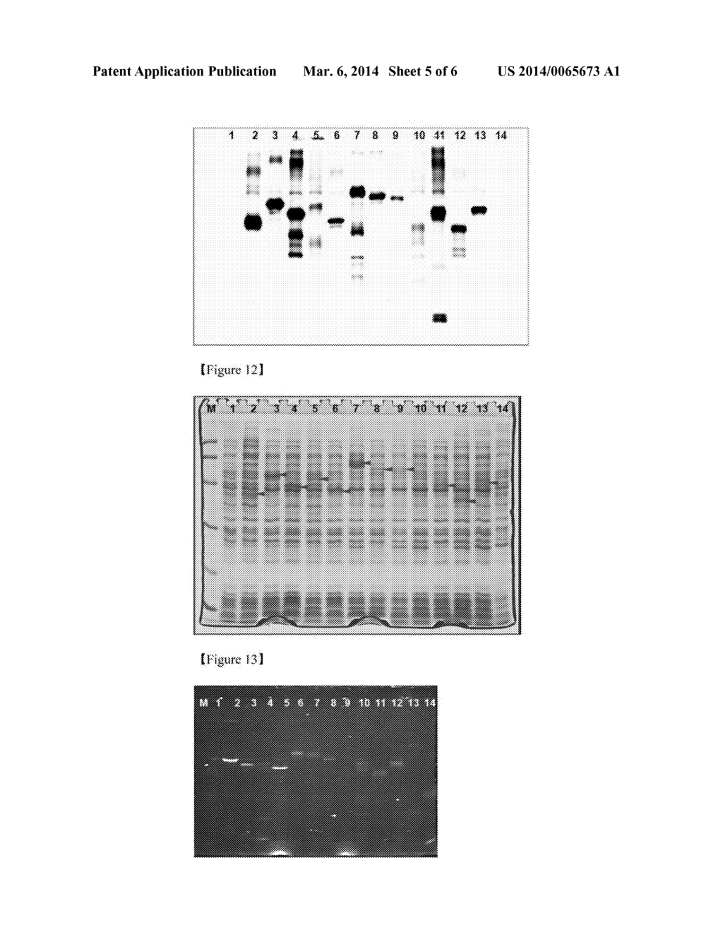 MEMBRANE PROTEIN EXPRESSION VECTOR COMPRISING MAJOR ENVELOPE PROTEIN P9 OF     SYSTOVIRUS PHI12 AS A FUSION PARTNER AND METHOD FOR PRODUCING MEMBRANE     PROTEIN USING THE SAME - diagram, schematic, and image 06