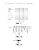 METHOD OF PROGNOSING AND DIAGNOSING HEREDITARY SPASTIC PARAPLEGIA, MUTANT     NUCLEIC ACID MOLECULES AND POLYPEPTIDES diagram and image