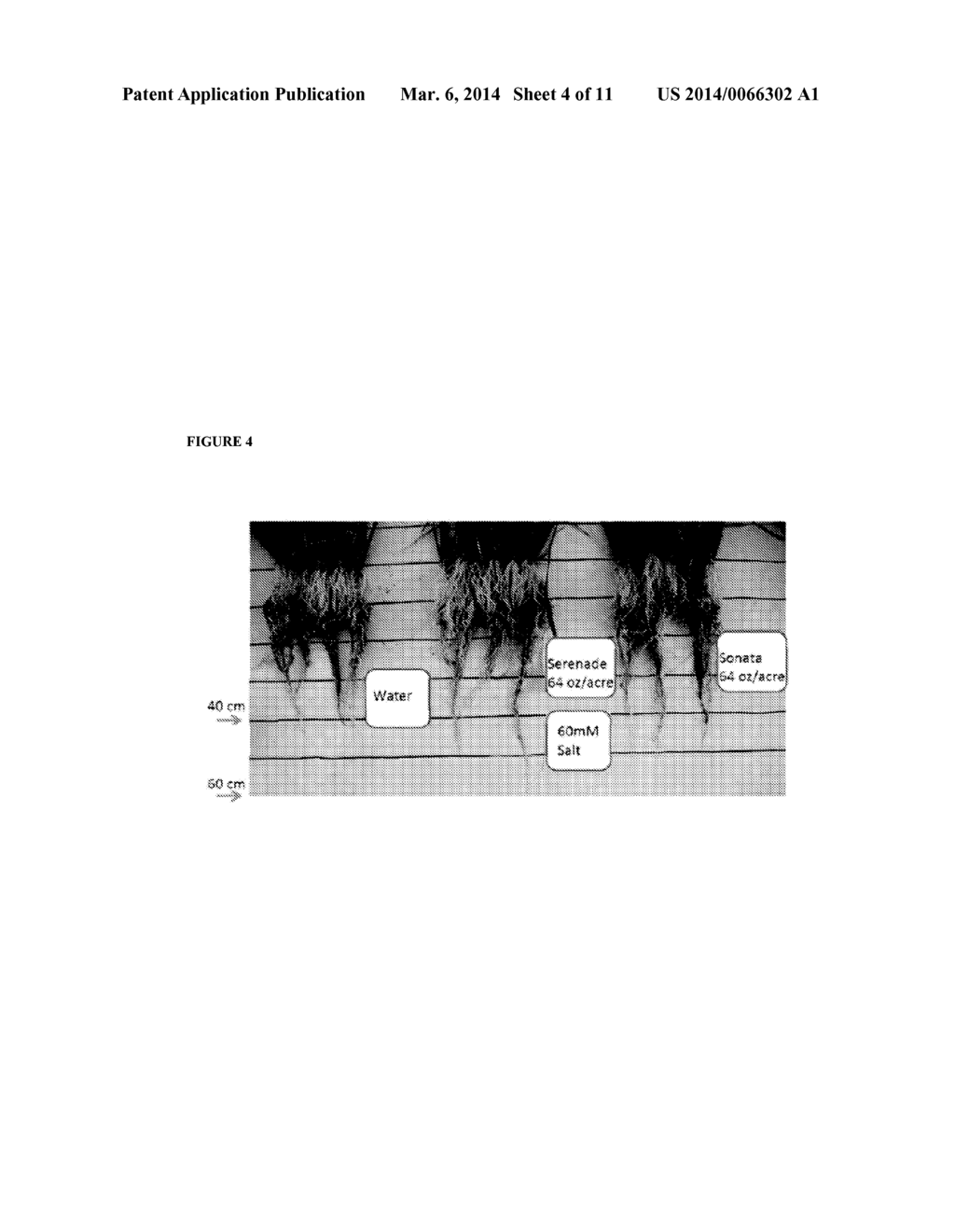 METHOD OF INCREASING ABIOTIC STRESS RESISTANCE OF A PLANT - diagram, schematic, and image 05