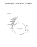 EXPRESSION OF ISOMERS OF SUCROSE INCREASES SEED WEIGHT, SEED NUMBER AND/OR     SEED SIZE diagram and image