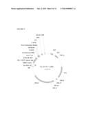 EXPRESSION OF ISOMERS OF SUCROSE INCREASES SEED WEIGHT, SEED NUMBER AND/OR     SEED SIZE diagram and image