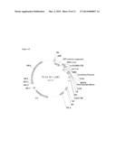 EXPRESSION OF ISOMERS OF SUCROSE INCREASES SEED WEIGHT, SEED NUMBER AND/OR     SEED SIZE diagram and image