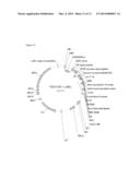 EXPRESSION OF ISOMERS OF SUCROSE INCREASES SEED WEIGHT, SEED NUMBER AND/OR     SEED SIZE diagram and image