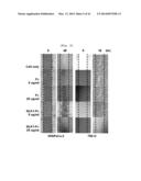 Activin Receptor Type II B Inhibitors Comprising DLK1 Extracellular     Water-Soluble Domain diagram and image