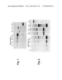 Compositions and Methods for the Treatment or Prevention of Human     Adenovirus-36 Infection diagram and image