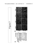 COMBINATIONS AND MODES OF ADMINISTRATION OF THERAPEUTIC AGENTS AND     COMBINATION THERAPY diagram and image