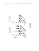 NOVEL INFLUENZA HEMAGGLUTININ PROTEIN-BASED VACCINES diagram and image