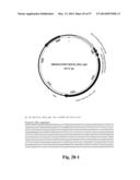 NOVEL INFLUENZA HEMAGGLUTININ PROTEIN-BASED VACCINES diagram and image