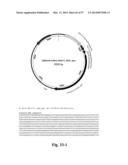 NOVEL INFLUENZA HEMAGGLUTININ PROTEIN-BASED VACCINES diagram and image