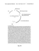 NOVEL INFLUENZA HEMAGGLUTININ PROTEIN-BASED VACCINES diagram and image