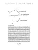 NOVEL INFLUENZA HEMAGGLUTININ PROTEIN-BASED VACCINES diagram and image