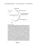 NOVEL INFLUENZA HEMAGGLUTININ PROTEIN-BASED VACCINES diagram and image