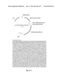 NOVEL INFLUENZA HEMAGGLUTININ PROTEIN-BASED VACCINES diagram and image