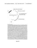 NOVEL INFLUENZA HEMAGGLUTININ PROTEIN-BASED VACCINES diagram and image