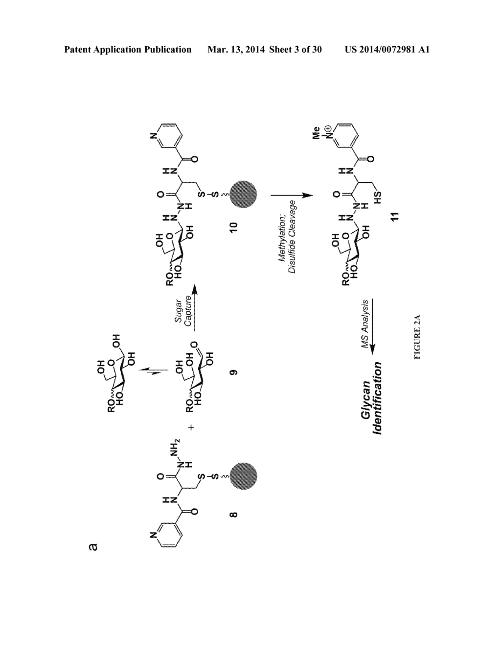 CYSTEINE HYDRAZIDE NICOTINAMIDE FOR GLYCOMICS AND GLYCOPROTEOMICS USES - diagram, schematic, and image 04