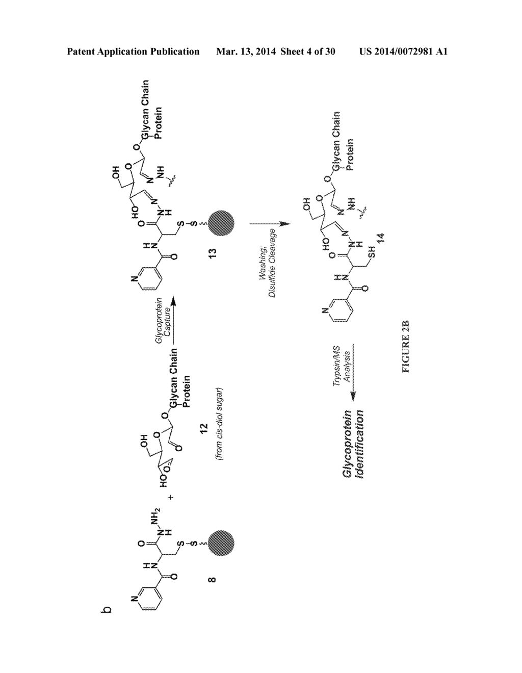 CYSTEINE HYDRAZIDE NICOTINAMIDE FOR GLYCOMICS AND GLYCOPROTEOMICS USES - diagram, schematic, and image 05