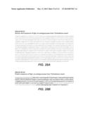 CELLULASE COMPOSITIONS AND METHODS OF USING THE SAME FOR IMPROVED     CONVERSION OF LIGNOCELLULOSIC BIOMASS INTO FERMENTABLE SUGARS diagram and image