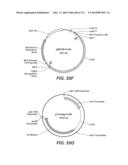 CELLULASE COMPOSITIONS AND METHODS OF USING THE SAME FOR IMPROVED     CONVERSION OF LIGNOCELLULOSIC BIOMASS INTO FERMENTABLE SUGARS diagram and image