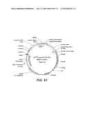 CELLULASE COMPOSITIONS AND METHODS OF USING THE SAME FOR IMPROVED     CONVERSION OF LIGNOCELLULOSIC BIOMASS INTO FERMENTABLE SUGARS diagram and image