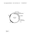 DETERGENT COMPOSITIONS CONTAINING BACILLUS AGARADHAERENS MANNANASE AND     METHODS OF USE THEREOF diagram and image