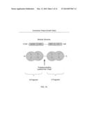 Connective Tissue Growth Factor Antibodies diagram and image