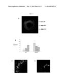 MODULATION OF GRANULOSA CELL APOPTOSIS diagram and image