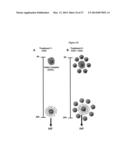 MODULATION OF GRANULOSA CELL APOPTOSIS diagram and image