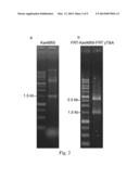 RECOMBINANT THERMOTOLERANT YEAST WITH A SUBSTITUTE HEAT SHOCK PROTEIN 104     PROMOTER diagram and image