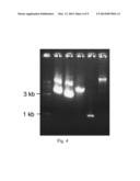 RECOMBINANT THERMOTOLERANT YEAST WITH A SUBSTITUTE HEAT SHOCK PROTEIN 104     PROMOTER diagram and image