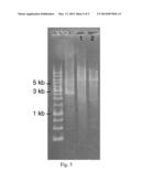 RECOMBINANT THERMOTOLERANT YEAST WITH A SUBSTITUTE HEAT SHOCK PROTEIN 104     PROMOTER diagram and image