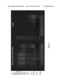 RECOMBINANT THERMOTOLERANT YEAST WITH A SUBSTITUTE HEAT SHOCK PROTEIN 104     PROMOTER diagram and image