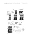 ANTI-TUMOR T CELL IMMUNITY INDUCED BY HIGH DOSE RADIATION diagram and image