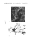 CARBON NANOTUBES FOR IMAGING AND DRUG DELIVERY diagram and image