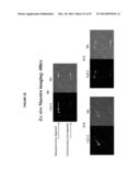 CARBON NANOTUBES FOR IMAGING AND DRUG DELIVERY diagram and image