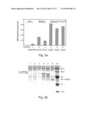 PON POLYPEPTIDES, POLYNUCLEOTIDES ENCODING SAME AND COMPOSITIONS AND     METHODS UTILIZING SAME diagram and image