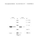 PON POLYPEPTIDES, POLYNUCLEOTIDES ENCODING SAME AND COMPOSITIONS AND     METHODS UTILIZING SAME diagram and image