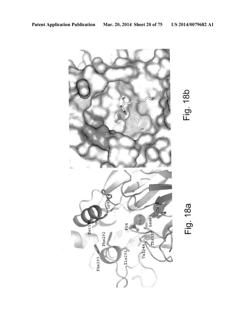 PON POLYPEPTIDES, POLYNUCLEOTIDES ENCODING SAME AND COMPOSITIONS AND     METHODS UTILIZING SAME - diagram, schematic, and image 21