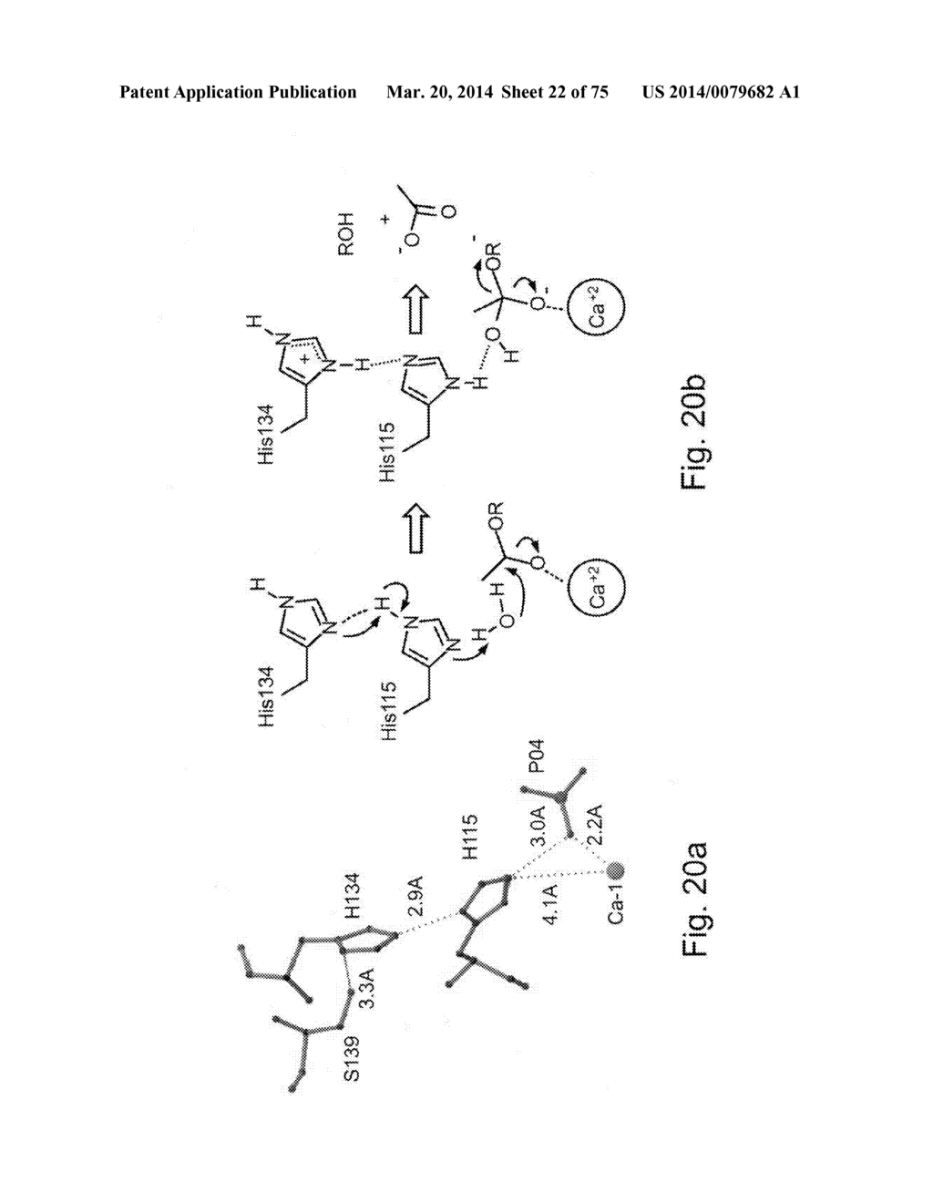 PON POLYPEPTIDES, POLYNUCLEOTIDES ENCODING SAME AND COMPOSITIONS AND     METHODS UTILIZING SAME - diagram, schematic, and image 23