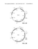 Fc VARIANTS AND METHODS FOR THEIR PRODUCTION diagram and image