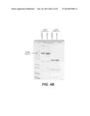 Fc VARIANTS AND METHODS FOR THEIR PRODUCTION diagram and image