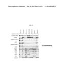 INHIBITORS OF BRUTON S TYROSINE KINASE FOR THE TREATMENT OF SOLID TUMORS diagram and image